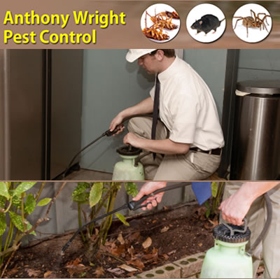 Anthony Wright Pest Control